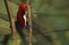 RareForestBirds (5)
